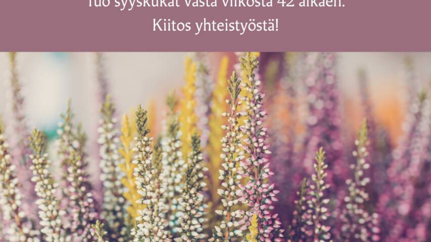 Syyskukkien istuttaminen haudoille